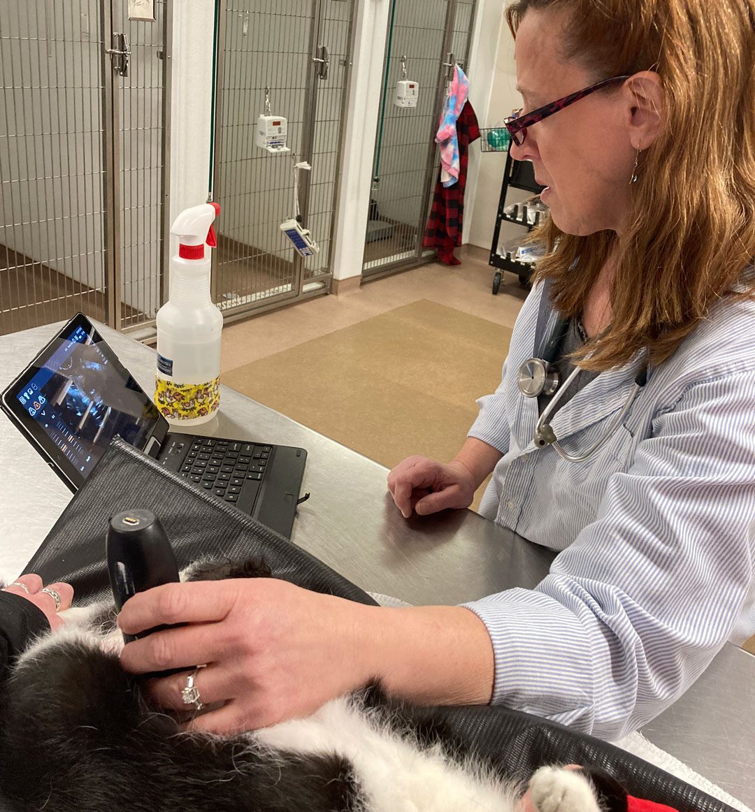 Veterinarian Examining Black And White Cat