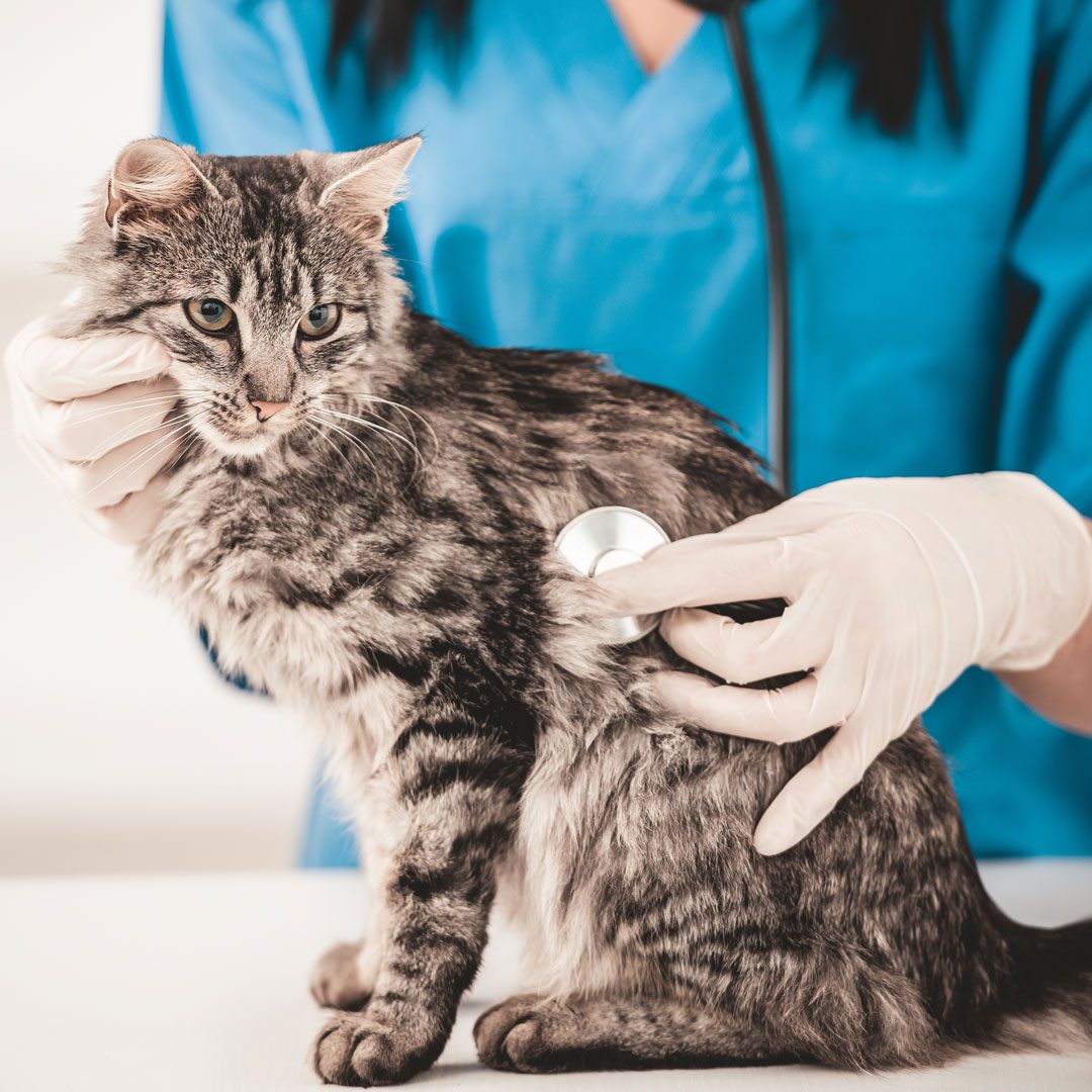 Cat At Veterinary Exam