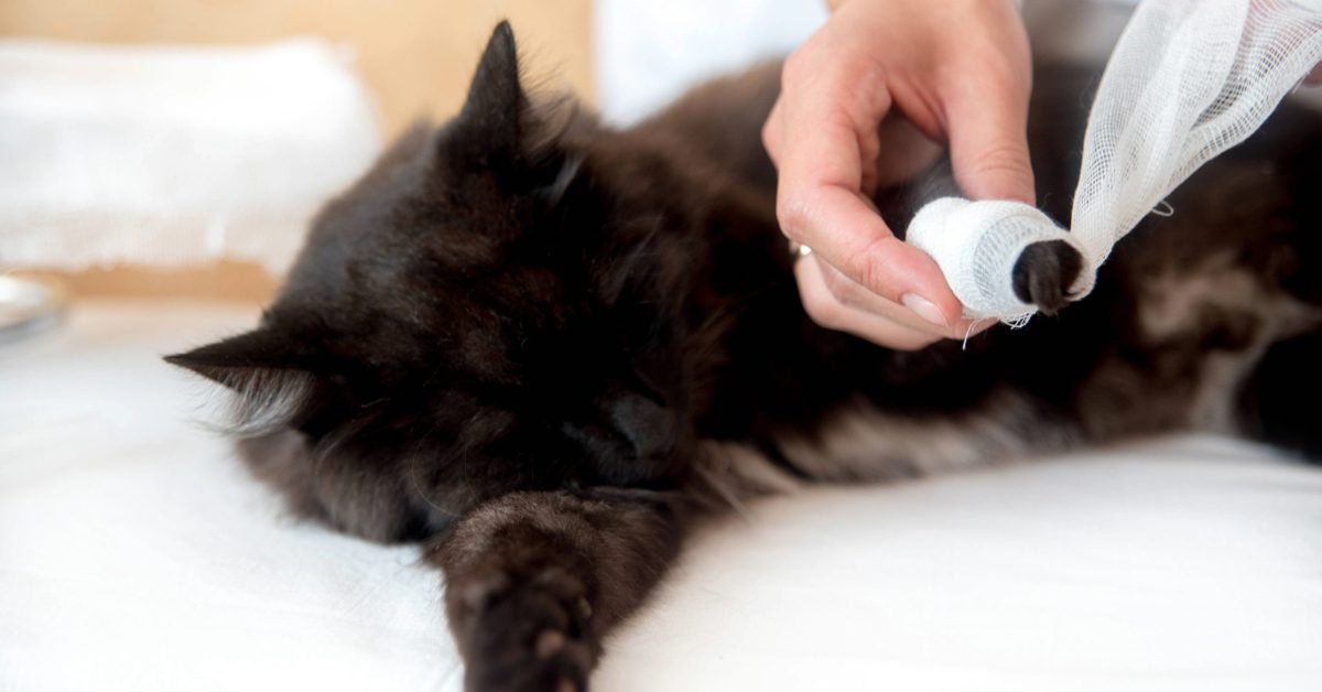 black longhaired cat laying on side getting bandage put on leg
