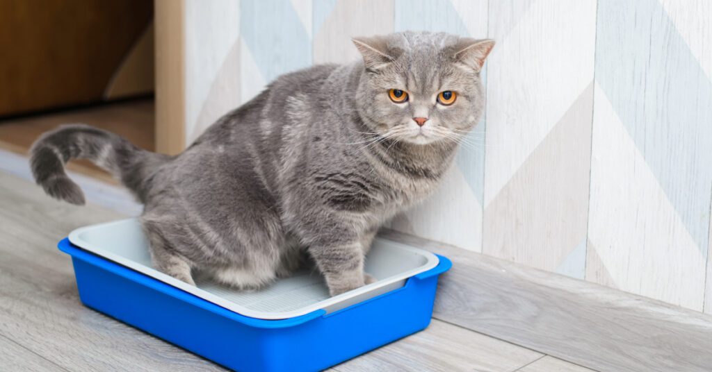 Cat Urinary Blockage Symptoms
