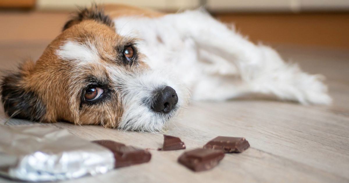 scruffy white and brown terrier laying on side in front of chocolate bar
