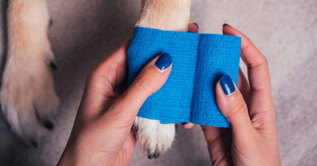 dog paw getting wrapped in blue bandage