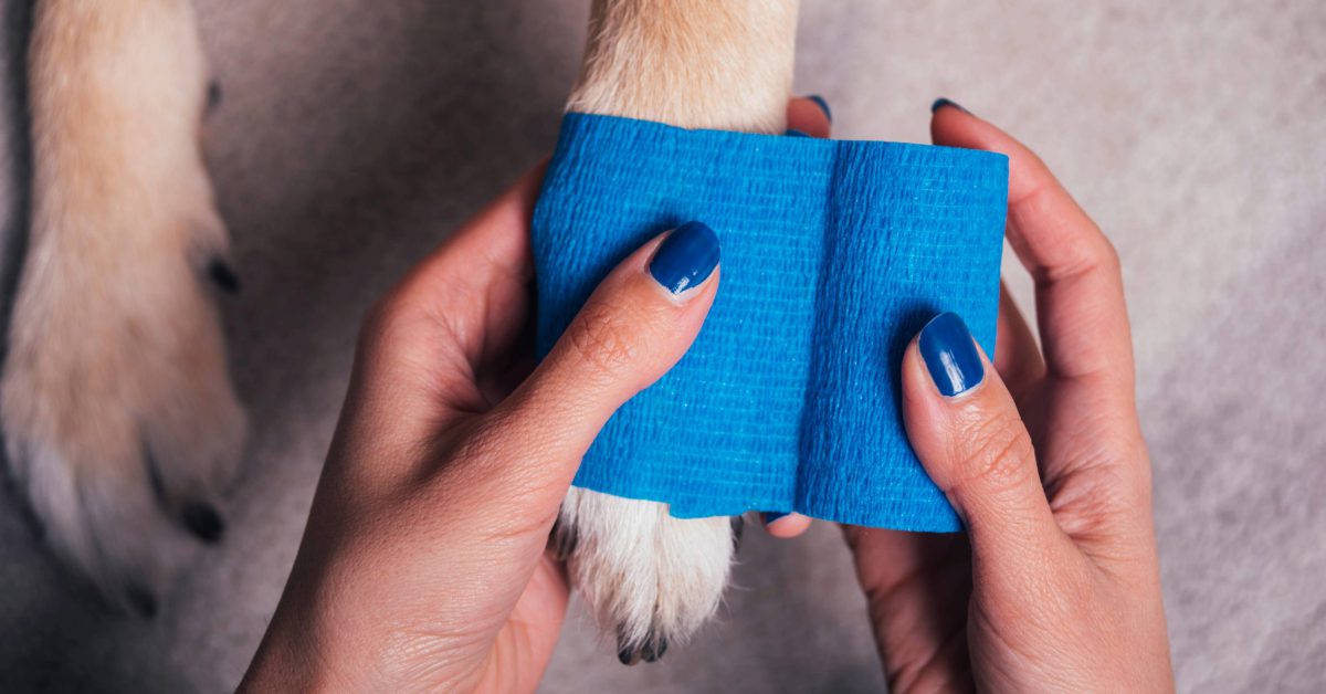 dog paw getting wrapped in blue bandage