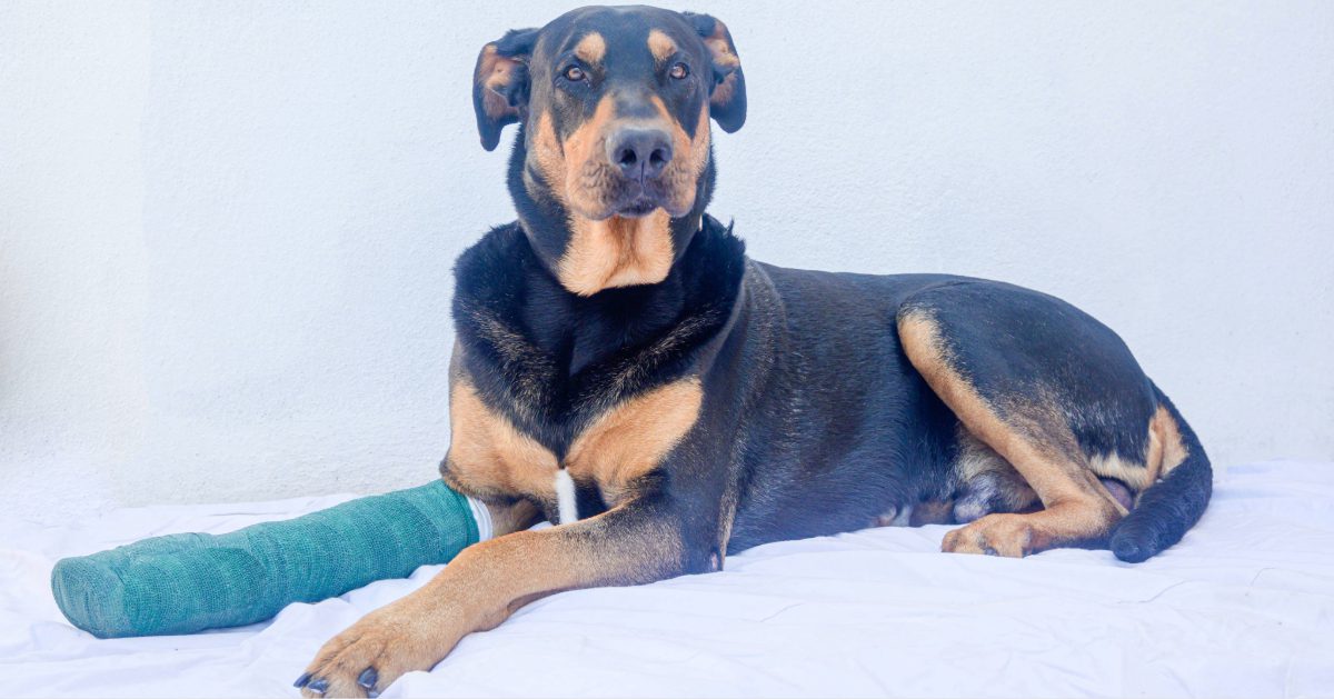 large black and tan dog laying on ground with large bandage on front leg
