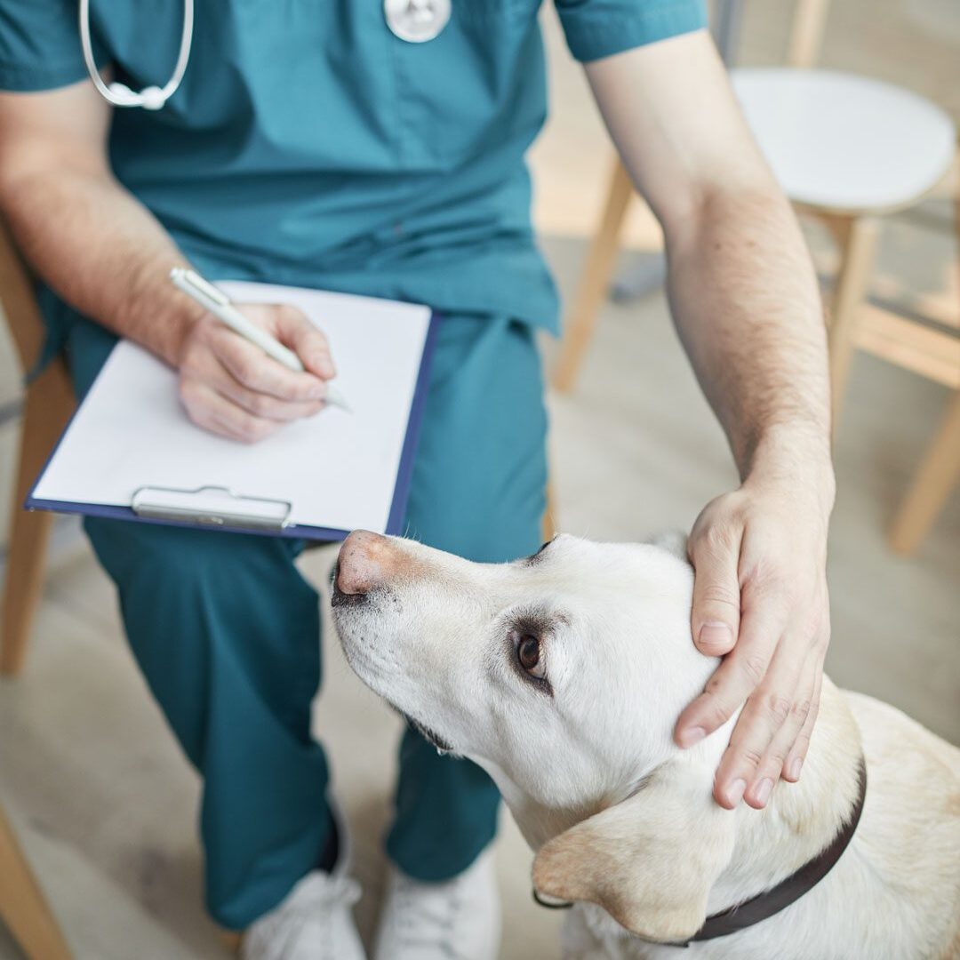 Male Veterinarian Petting Dog